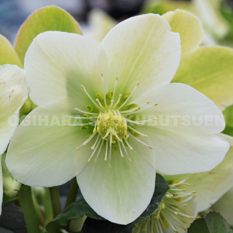 〈匿名発送〉77 クリスマスローズ 認定 モーリー 手鞠 株分け ホワイト 2025年最新】加藤農園モーリーの人気アイテム - メルカリ