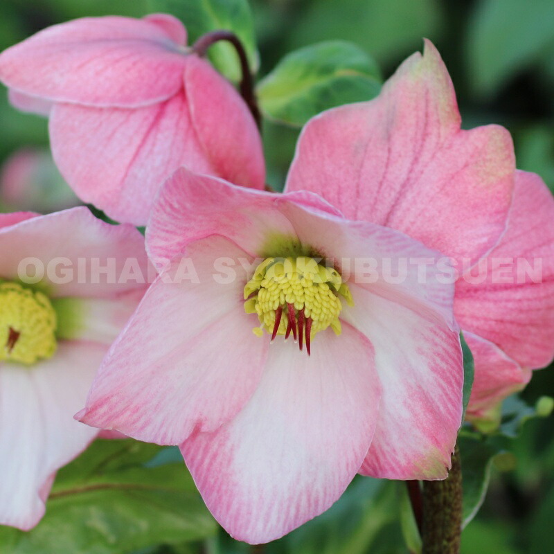 楽天市場】クリスマスローズ 雪の妖精 'ローラ' 大苗（5号） : お