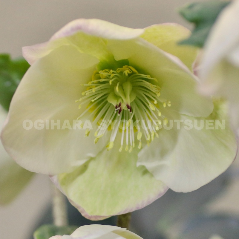 のぶさん専用　クリスマスローズ　シャガール 楽天市場】クリスマスローズ苗 ダブルゴールドネオンシェード