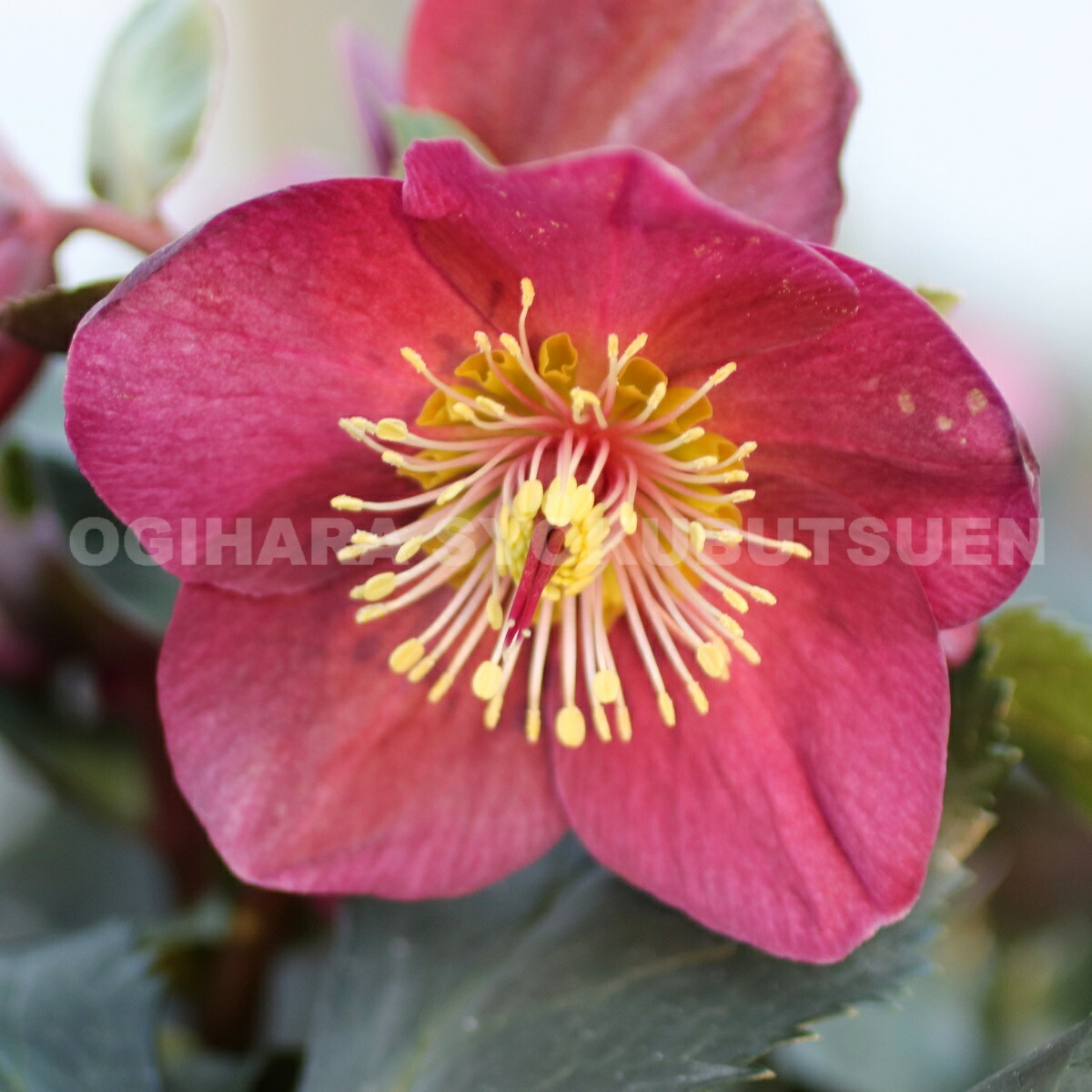 楽天市場】クリスマスローズ ニゲル ダブル 小苗 : おぎはら植物園