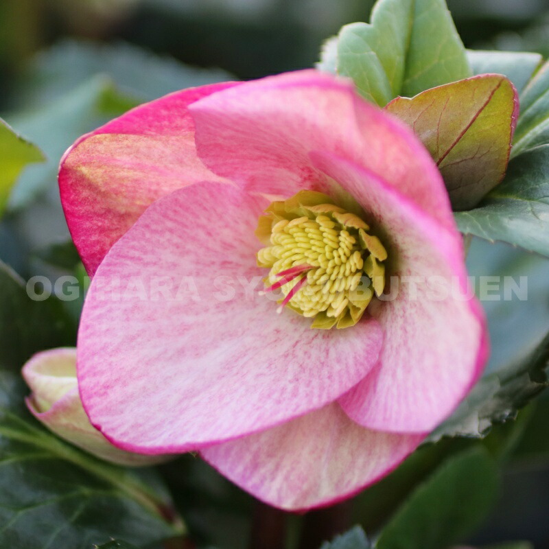 楽天市場】クリスマスローズ 'モリーズ ホワイト' 大苗 : お