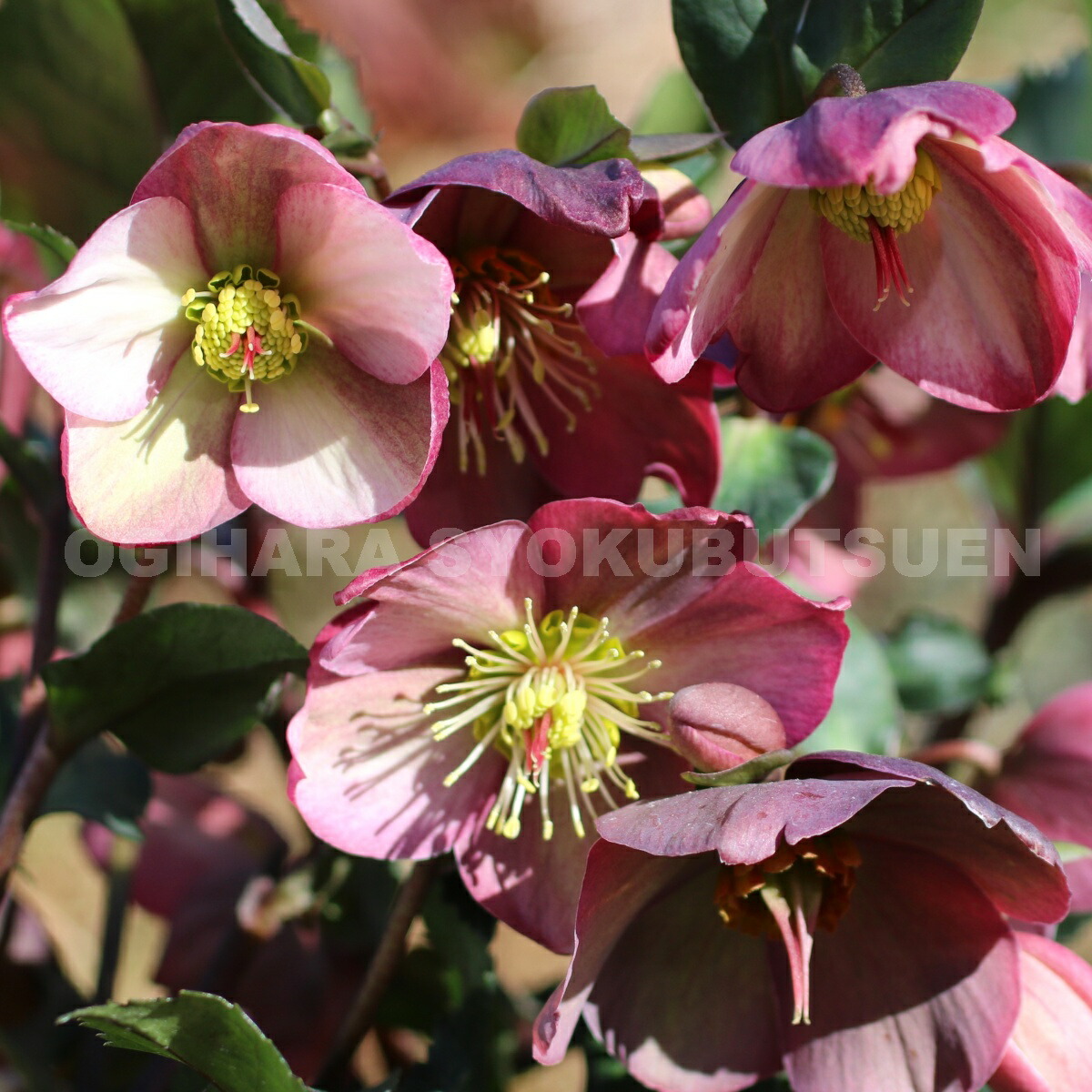 楽天市場 クリスマスローズ 氷の薔薇 ローズ 大苗 4 5号 開花終了 おぎはら植物園