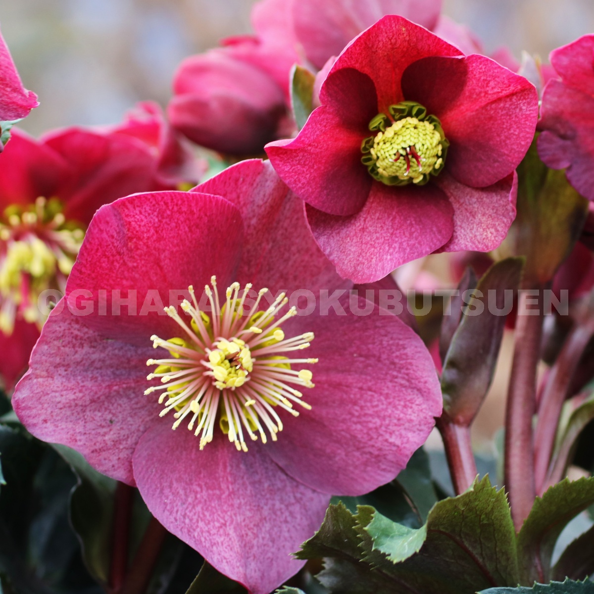 楽天市場 クリスマスローズ 氷の薔薇 レッド 大苗 5号 おぎはら植物園