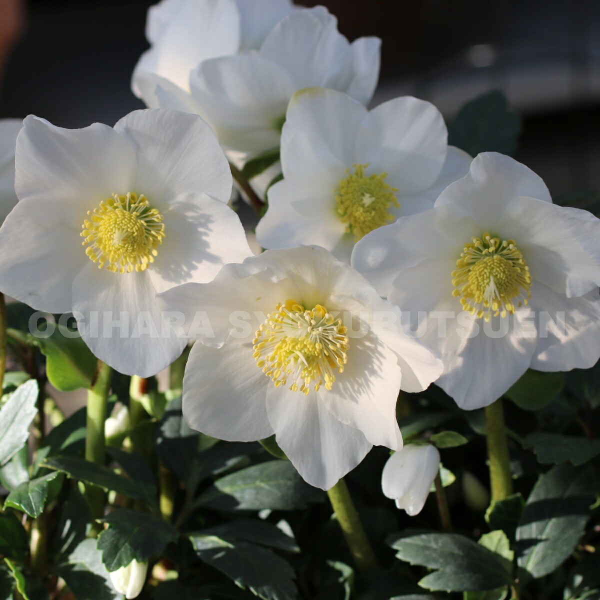 在庫残りわずか 送料無料 鉢植え クリスマスローズ ニゲル ラブリーホワイト 注目ブランド Www Gvisalain Com