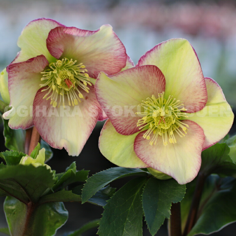 楽天市場】クリスマスローズ 氷の薔薇 アーリーレッド 大苗（5号