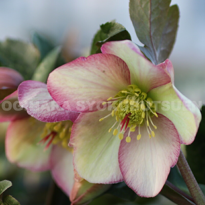 楽天市場】クリスマスローズ 氷の薔薇 マッディ・マーブル 大苗（4.5号