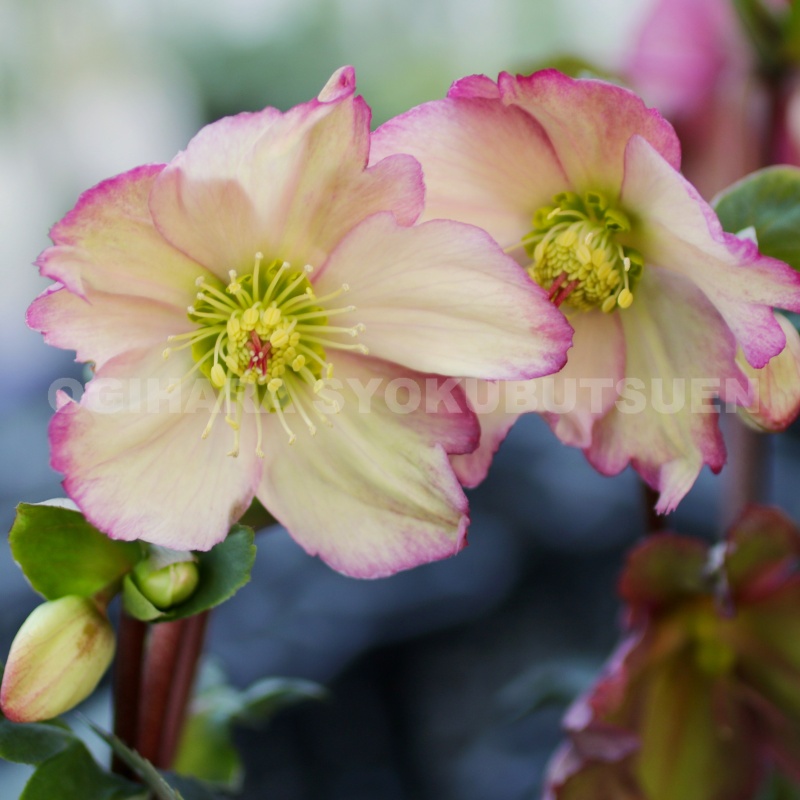 楽天市場】クリスマスローズ ニゲル 'スノー ドリフト' 小苗（4