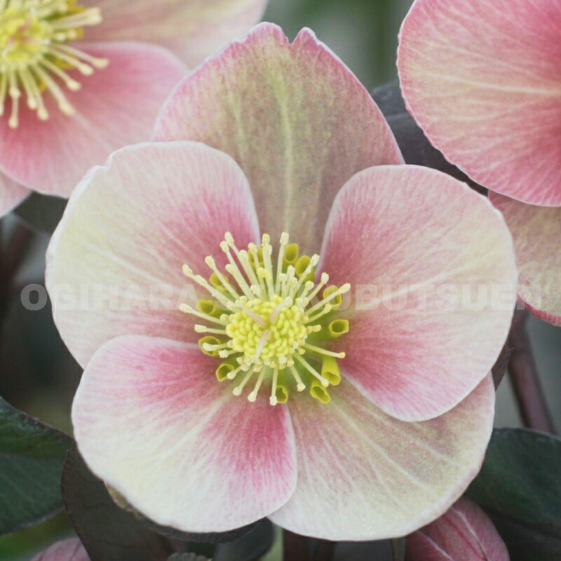 クリスマスローズプラチナリップ 楽天市場】【現品】クリスマスローズ ダブル咲き グリーン系 爪リップ