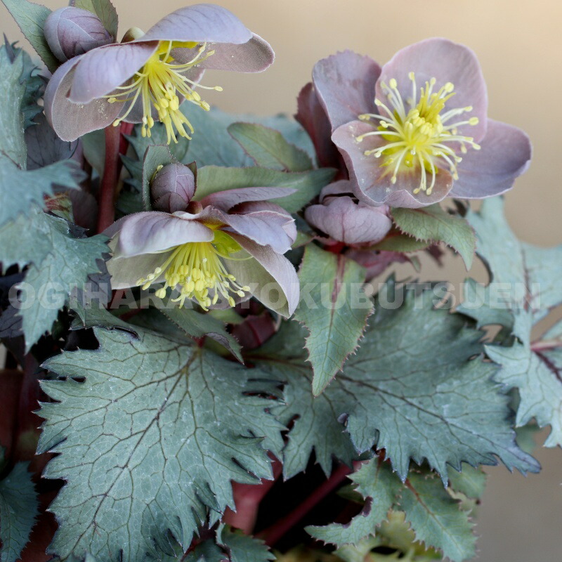 楽天市場】クリスマスローズ ステルニー 'ダイヤモンド ダスト' 小苗