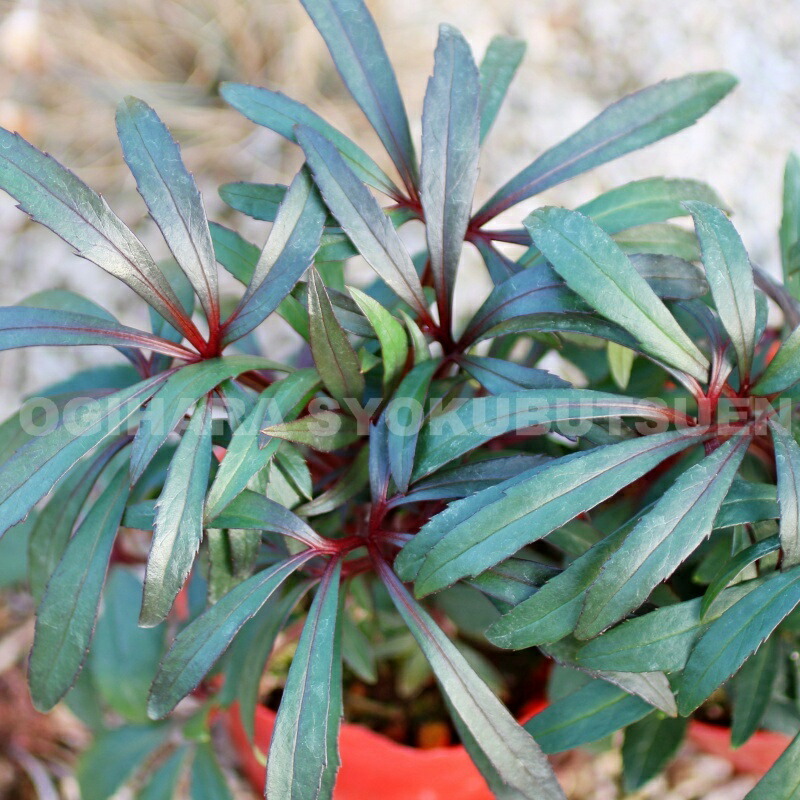 楽天市場】珍しい クリスマスローズ原種 クロアチカス苗/販売/通販