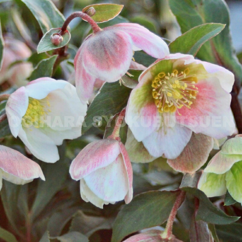 楽天市場】クリスマスローズ ニゲル ダブル 小苗 : おぎはら植物園