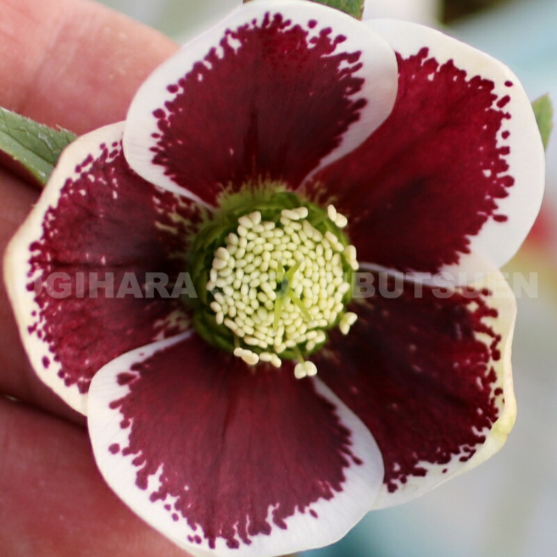 楽天市場】クリスマスローズ ネオン ダブル 大苗 : おぎはら植物園