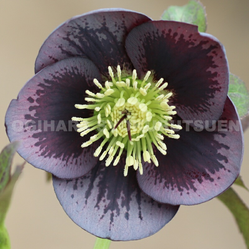 楽天市場】クリスマスローズ ネオン ダークネクタリー シングル 大苗