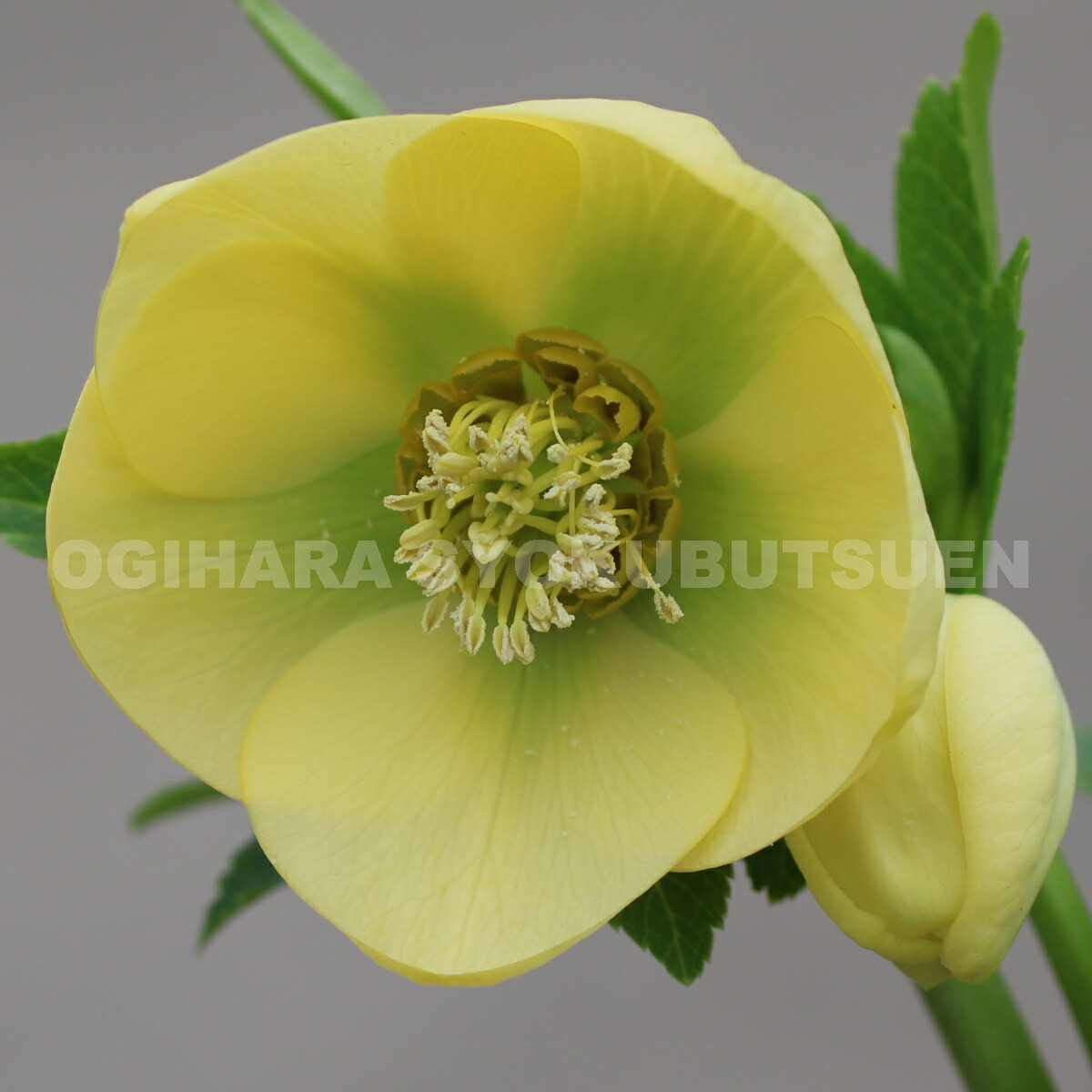 〈匿名発送〉77 クリスマスローズ 認定 モーリー 手鞠 株分け ホワイト 030-21109_m.jpg