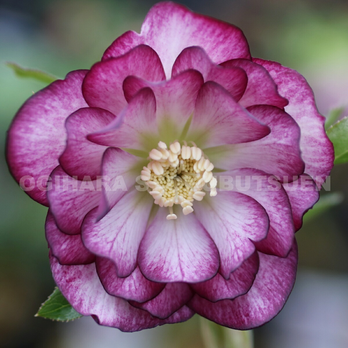 楽天市場】クリスマスローズ イエロー ピコティ ダブル 大苗 : お