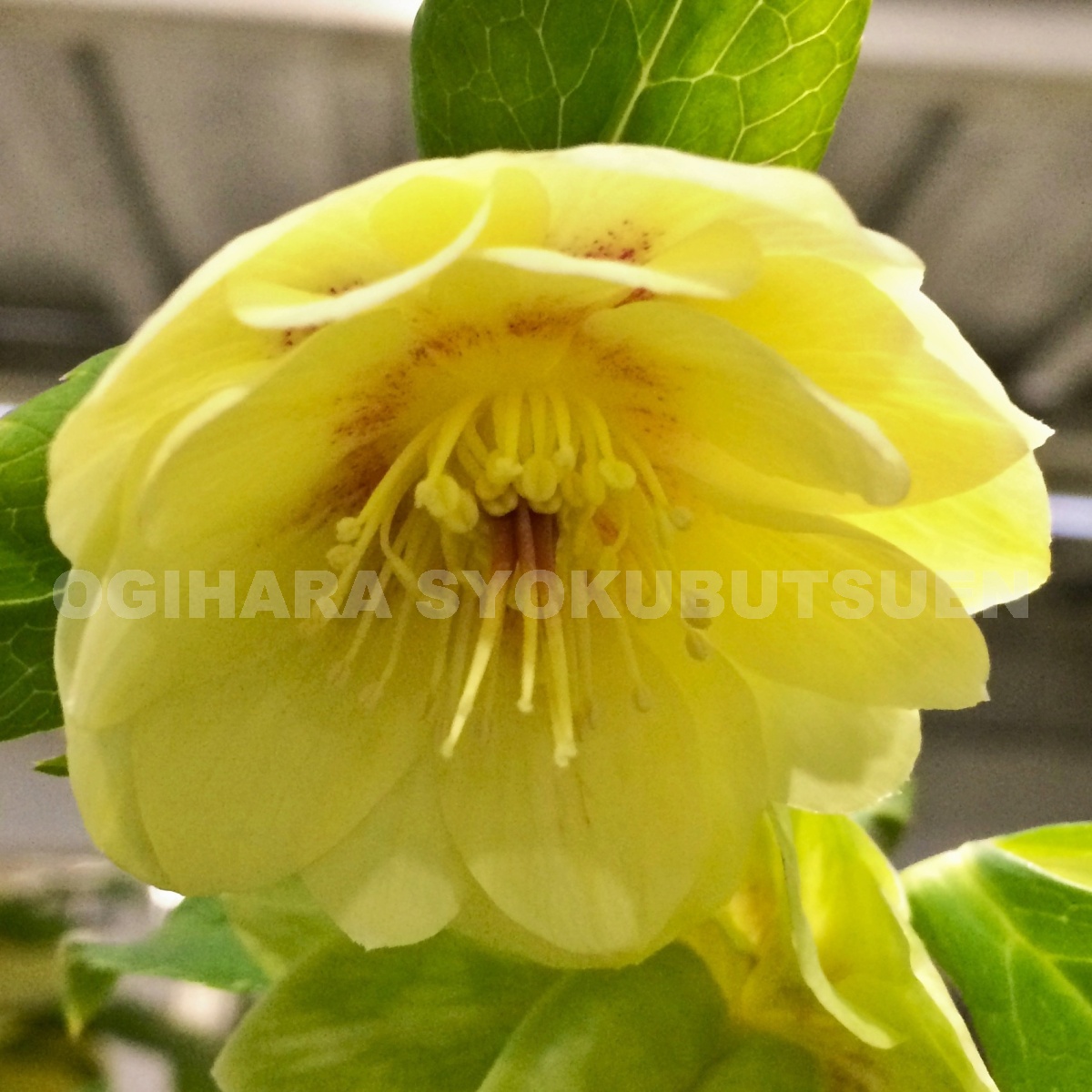 楽天市場】クリスマスローズ イエロー フラッシュ系（シングル