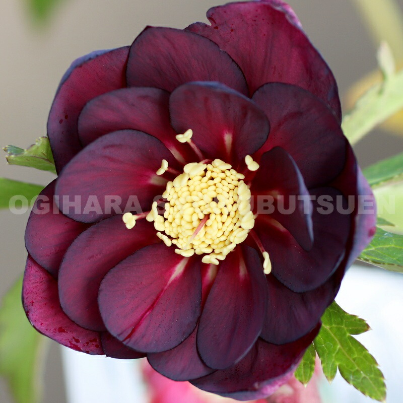 楽天市場】クリスマスローズ グリーン ピコティ（シングル）大苗 : お