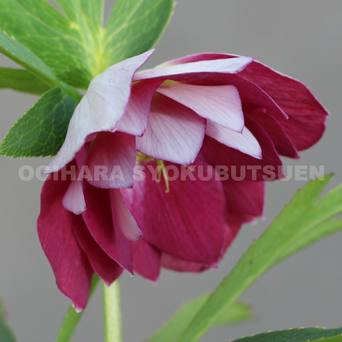 楽天市場】クリスマスローズ 多弁ダブル ピンク ピコティ系 大苗 : お