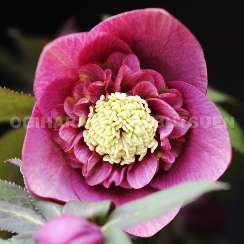 楽天市場】クリスマスローズ アプリコット ダブル系 （実生小苗