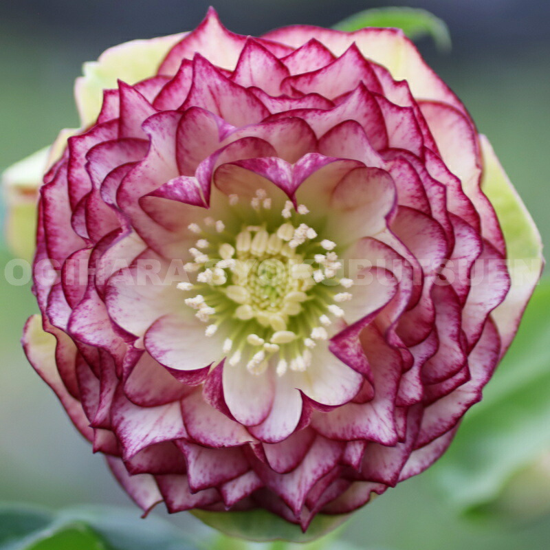 楽天市場】クリスマスローズ 多弁ダブル ピンク ピコティ系 大苗 : お