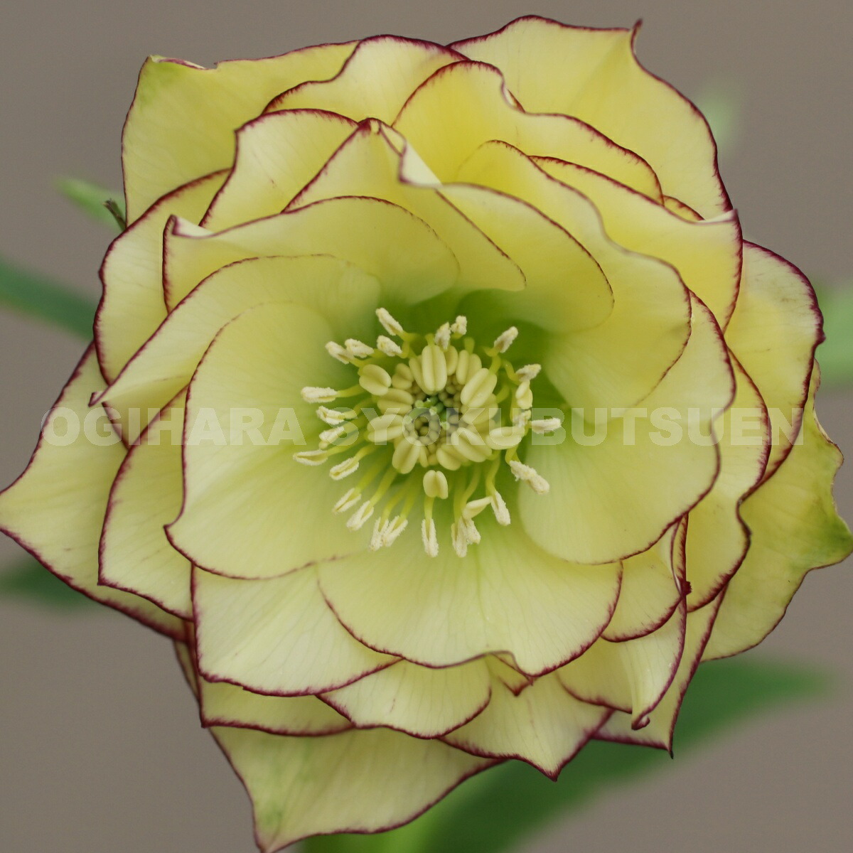 楽天市場】クリスマスローズ グリーン ピコティ（シングル）大苗 : お