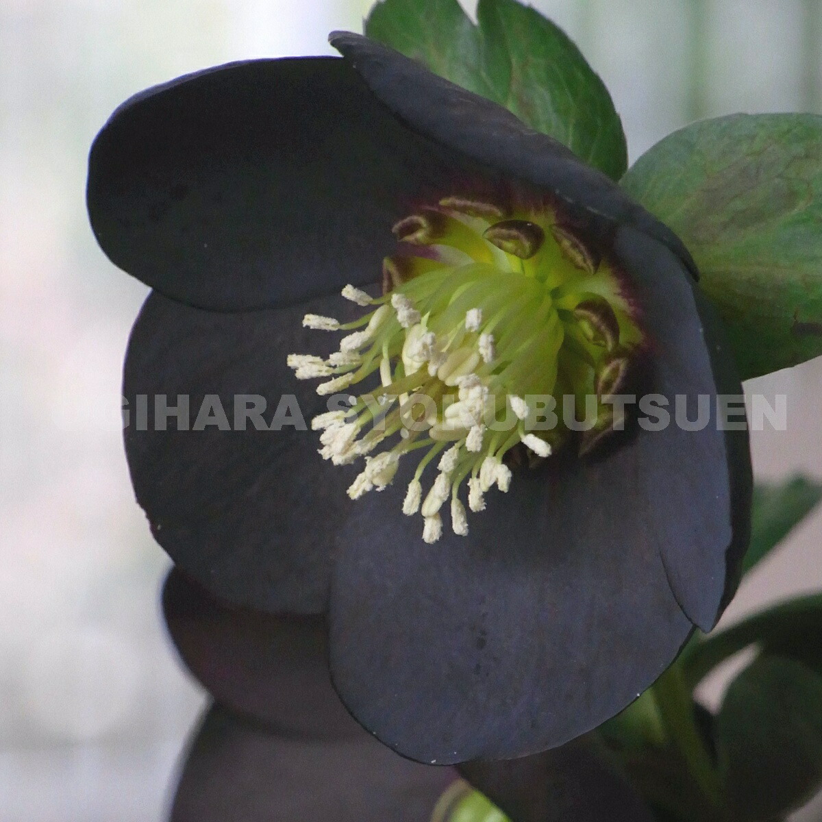 楽天市場】クリスマスローズ ブラックダブル系 （実生小苗） : お