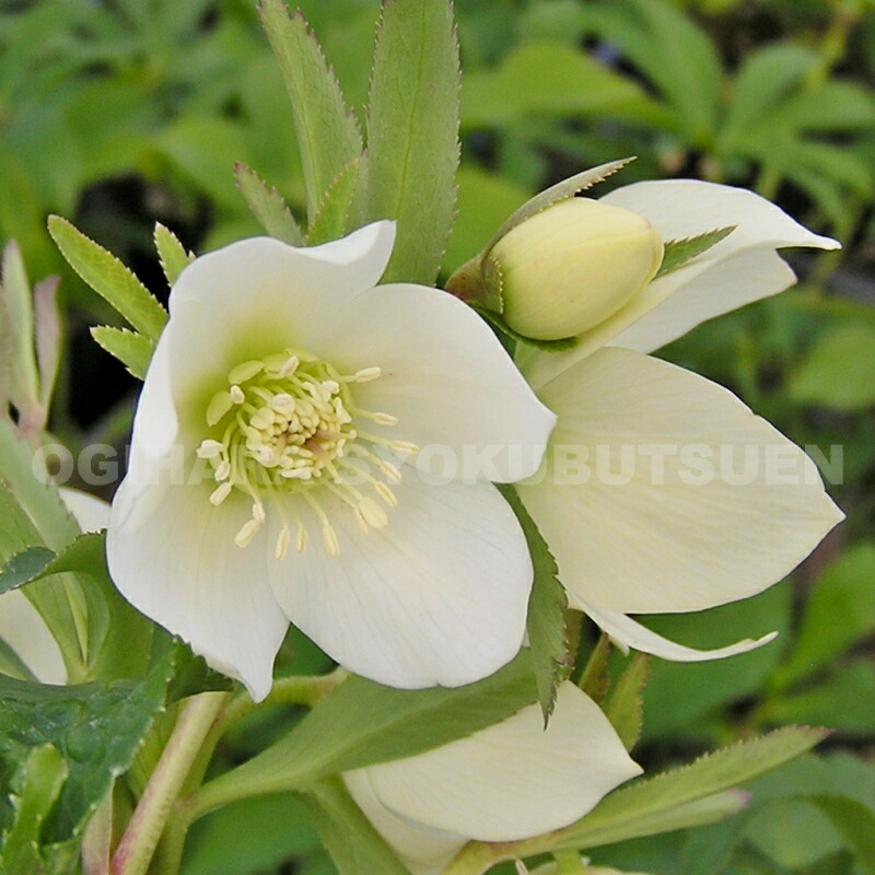 楽天市場】クリスマスローズ'プチドール・紬（つむぎ）'（メリクロン