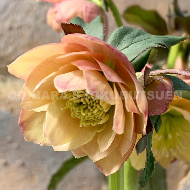 楽天市場】クリスマスローズ アプリコット ダブル系 （実生小苗） : お