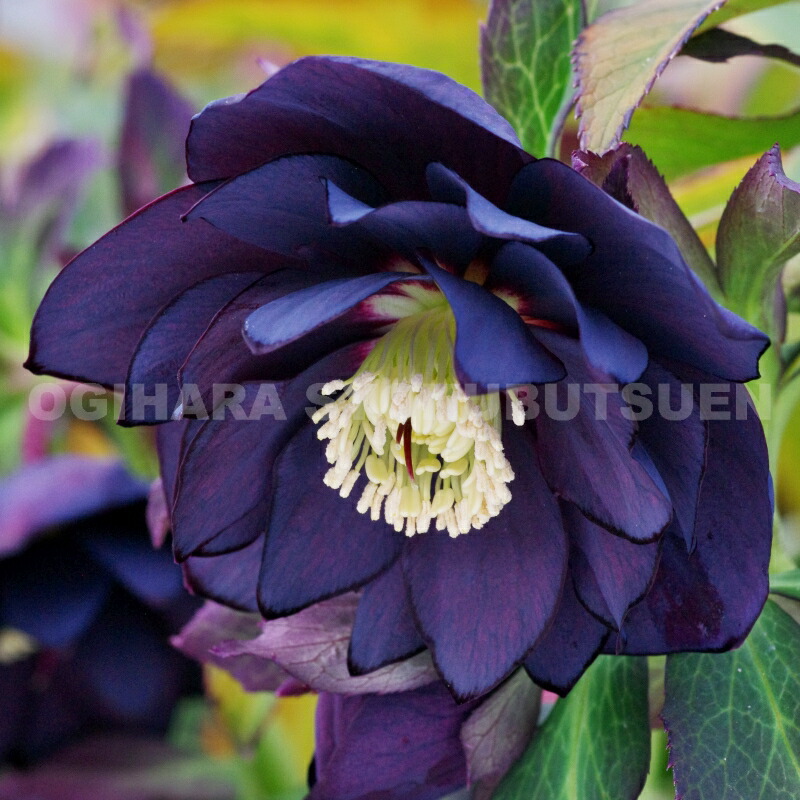 楽天市場】クリスマスローズ 'ルーセ ブラック'（メリクロン小苗