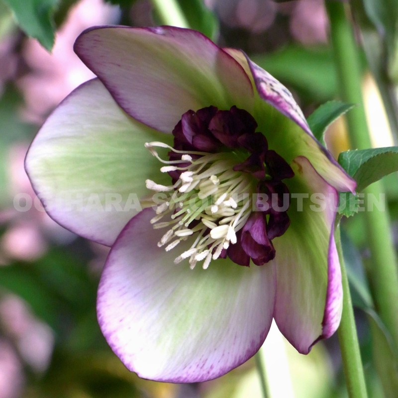 楽天市場】クリスマスローズ グリーン ピコティ（シングル）大苗