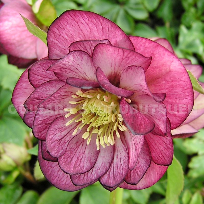 クリスマスローズ10苗セット★キラメキ⭐︎ソレイユ美黒姫八咫烏モーリー超多弁 Yahoo!オークション -「クリスマスローズ 八咫烏」の落札相場