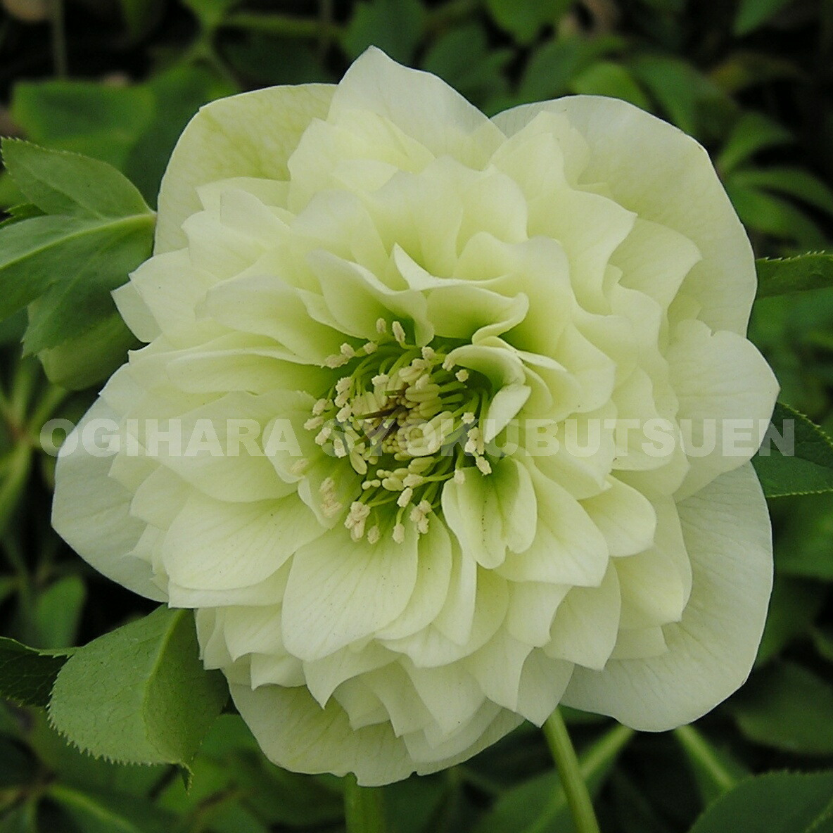 楽天市場】クリスマスローズ ブラックダブル系 （実生小苗） : お