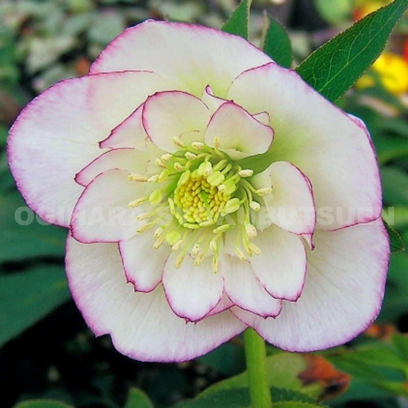 〈匿名発送〉77 クリスマスローズ 認定 モーリー 手鞠 株分け ホワイト 100mw-2r.jpg