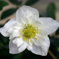 楽天市場 クリスマスローズ ニゲル ニガー ダブルファンタジー おぎはら植物園