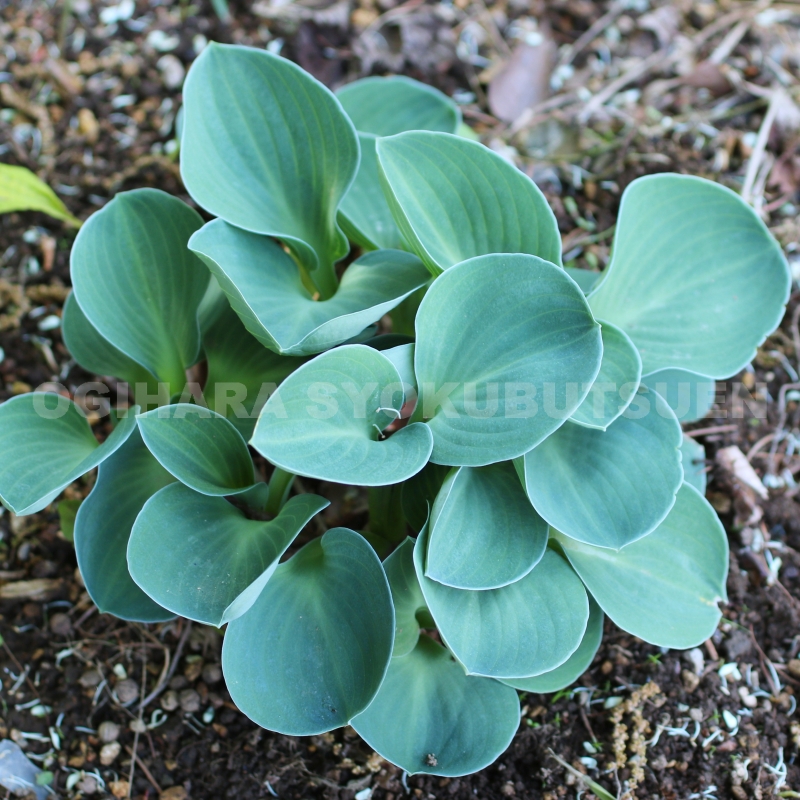楽天市場】オムファロデス 'スターリー アイズ' : おぎはら植物園