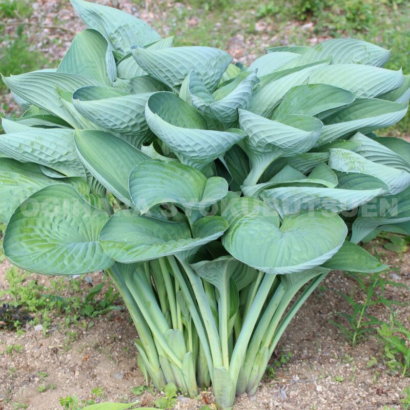 楽天市場】ギボウシ（ホスタ）'天竜'（テンリュウ） : おぎはら植物園