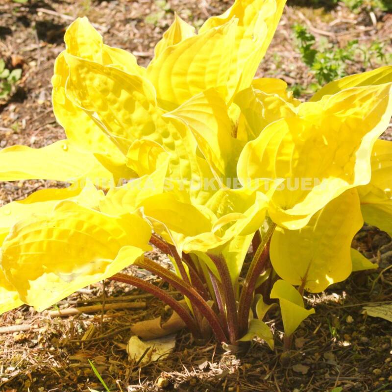 楽天市場 ギボウシ ホスタ 芳香花のギボウシ おぎはら植物園