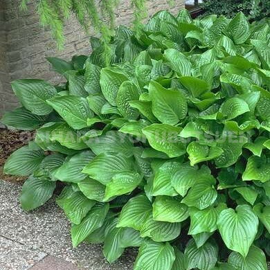 楽天市場 ギボウシ ホスタ ロイヤル スタンダード おぎはら植物園 楽天市場 ギボウシ ホスタ ロイヤル スタンダード おぎはら植物園