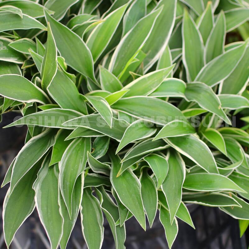 ギボウシ　　きくりんさん‼️ 楽天市場】ギボウシ（ホスタ） 白フクリンオトメ : おぎはら植物園