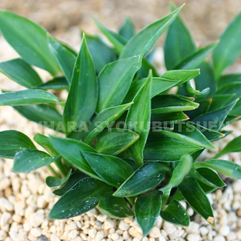 楽天市場 ギボウシ ホスタ ホソバオトメ おぎはら植物園