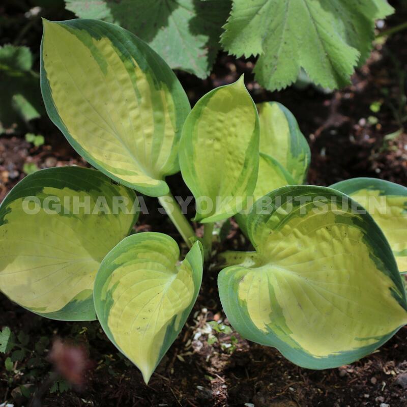 楽天市場 ギボウシ ホスタ ポップコーン おぎはら植物園