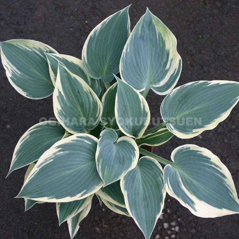 ギボウシ　　きくりんさん‼️ 楽天市場】ギボウシ（ホスタ） 白フクリンオトメ : おぎはら植物園