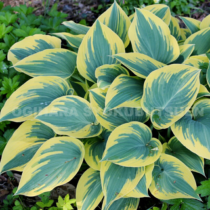 楽天市場】ギボウシ（ホスタ）'ブリム カップ' : おぎはら植物園