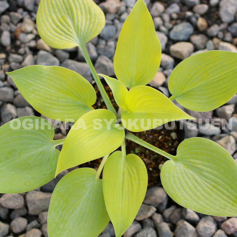 miiページ　ホスタ miiページ ホスタ 楽天市場】ギボウシ（ホスタ）'シルバー