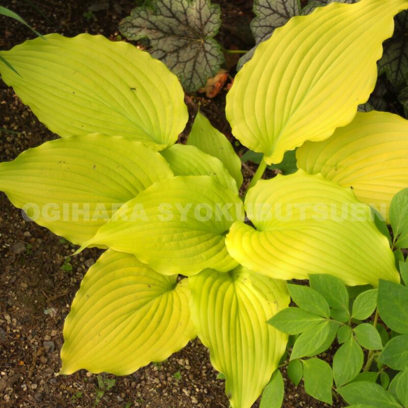 楽天市場】ギボウシ（ホスタ）'ピンナップ' : おぎはら植物園