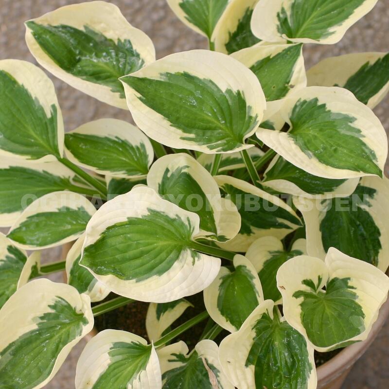 楽天市場】ギボウシ（ホスタ）'シルバー ストリーク' : おぎはら