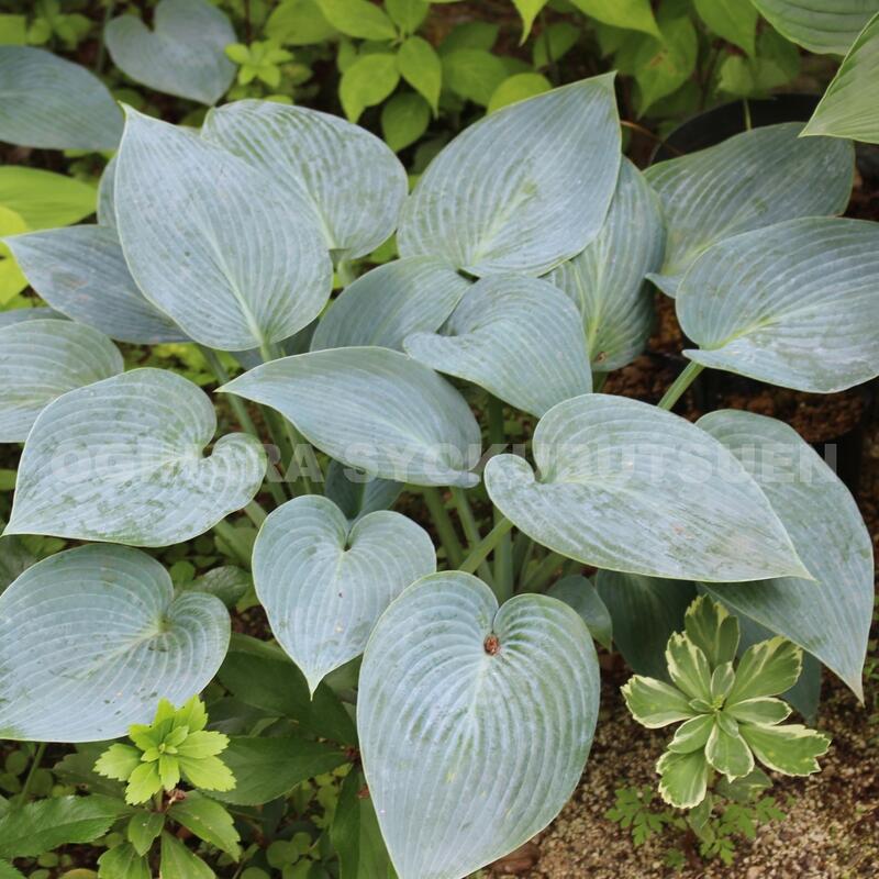miiページ　ホスタ ギボウシ(ホスタ) 'ブルーシャドー'｜おぎはら植物園