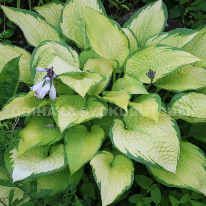 楽天市場】ギボウシ(ホスタ)'サン パワー' : おぎはら植物園 楽天市場】ギボウシ(ホスタ)'サン パワー' : おぎはら植物園