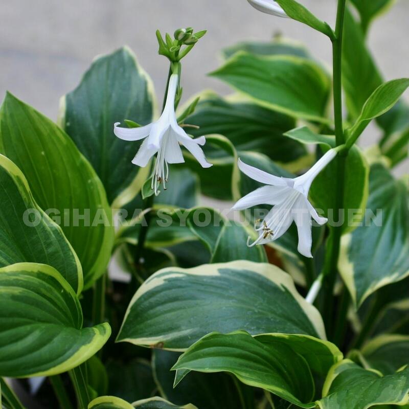 楽天市場】ギボウシ（ホスタ） 糸フクリンオトメ : おぎはら植物園