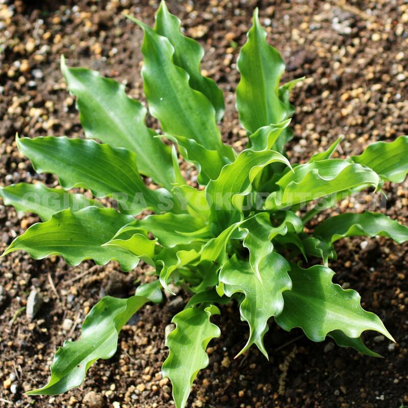 楽天市場 ギボウシ ホスタ ゲット ネキッド おぎはら植物園